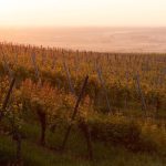 Vinhedos franceses iluminados pelo pôr do sol, com fileiras de parreiras se estendendo pela paisagem.