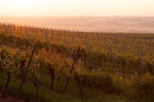 Vinhedos franceses iluminados pelo pôr do sol, com fileiras de parreiras se estendendo pela paisagem.