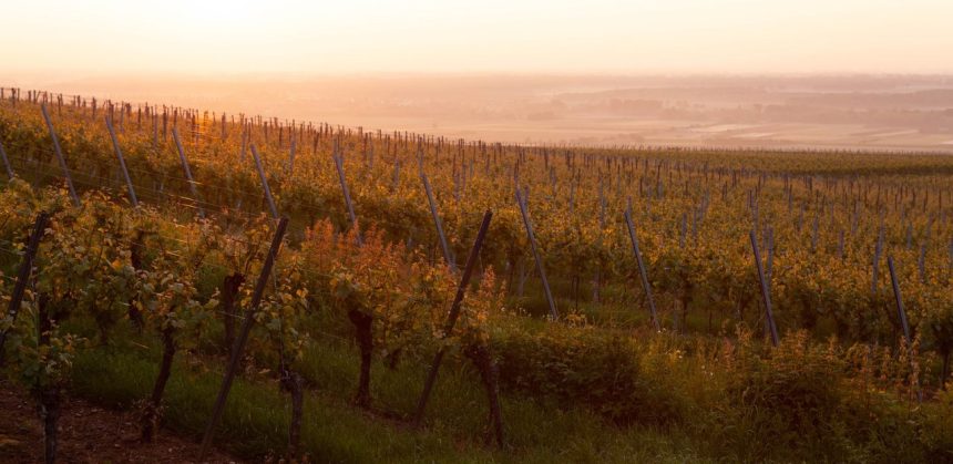 Vinhedos franceses iluminados pelo pôr do sol, com fileiras de parreiras se estendendo pela paisagem.